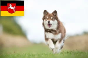 Read more about the article Criadores de Lapphund finlandês e cachorros na Baixa Saxónia