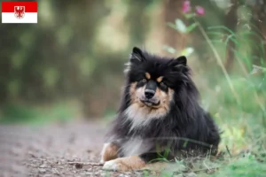 Read more about the article Criadores de Lapphund finlandês e cachorros em Brandenburg