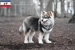 Read more about the article Criadores de Lapphund finlandês e cachorros em Mecklenburg-Vorpommern