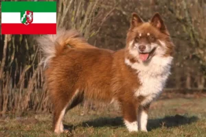 Read more about the article Criadores de Lapphund finlandês e cachorros na Renânia do Norte-Vestefália