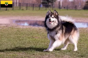 Read more about the article Criadores de Lapphund finlandês e cachorros em Saxónia-Anhalt