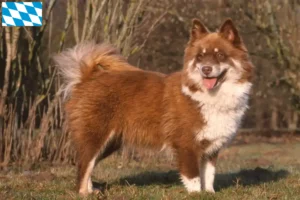 Read more about the article Criadores de Lapphund finlandês e cachorros na Baviera