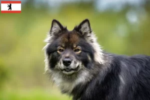 Read more about the article Criador de Lapphund finlandês e cachorros em Berlim