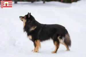 Read more about the article Lapphund finlandês criador e cachorros em Bremen