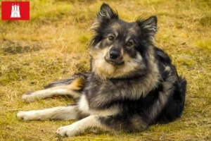 Read more about the article Criador de Lapphund finlandês e cachorros em Hamburgo