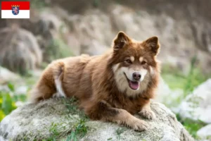 Read more about the article Criadores de Lapphund finlandês e cachorros em Hesse