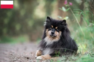 Read more about the article Criadores de Lapphund finlandês e cachorros na Polónia