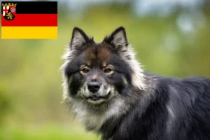 Read more about the article Criadores de Lapphund finlandês e cachorros na Renânia-Palatinado