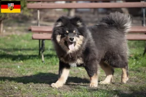 Read more about the article Criadores de Lapphund finlandês e cachorros em Sarre