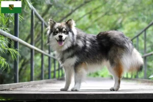 Read more about the article Criadores de Lapphund finlandês e cachorros na Saxónia
