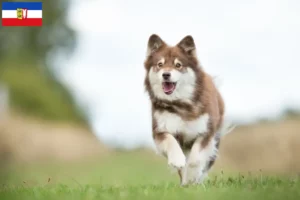 Read more about the article Criadores de Lapphund finlandês e cachorros em Schleswig-Holstein
