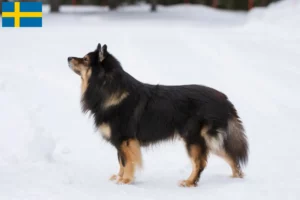 Read more about the article Criadores de Lapphund finlandês e cachorros na Suécia