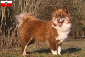 Read more about the article Criadores de Lapphund finlandês e cachorros na Turíngia