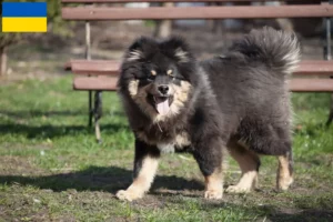 Read more about the article Criadores de Lapphund finlandês e cachorros na Ucrânia