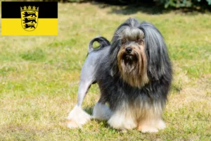 Read more about the article Criadores de Löwchen e cachorros em Baden-Württemberg