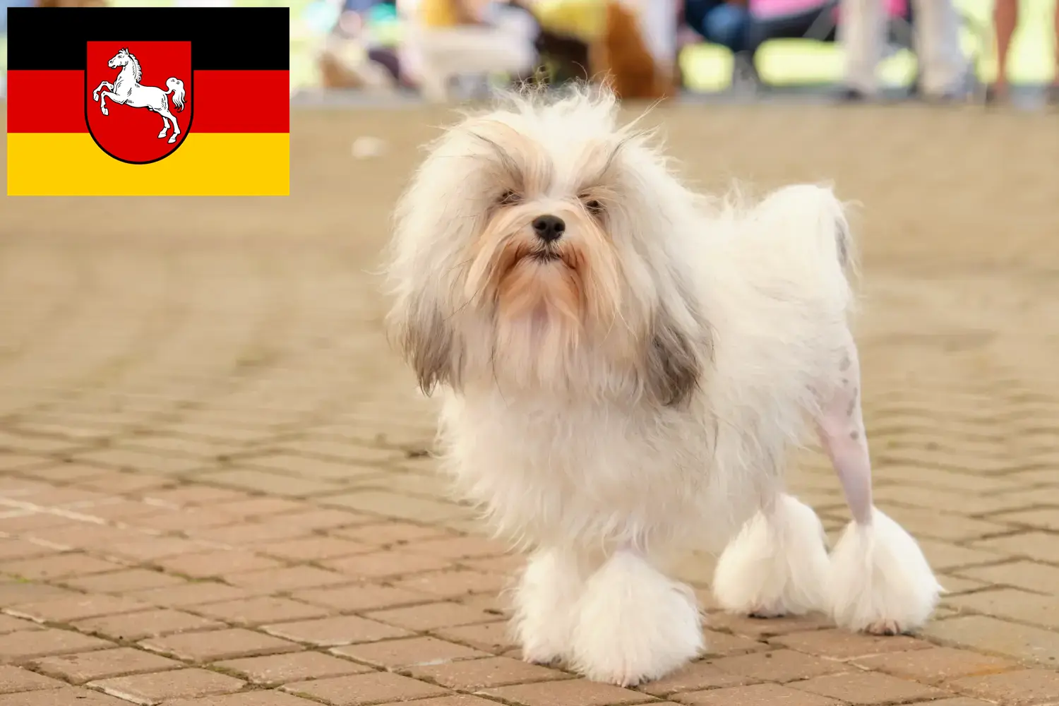 Löwchen cachorros e criadores Baixa Saxónia Aqui pode encontrar criadores de Löwchen em Niedersachsen.