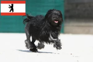 Read more about the article Criadores de Löwchen e cachorros em Berlim
