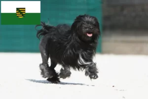 Read more about the article Criadores de Löwchen e cachorros na Saxónia