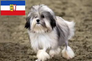 Read more about the article Criadores de Löwchen e cachorros em Schleswig-Holstein