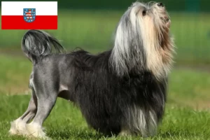 Read more about the article Criadores de Löwchen e cachorros na Turíngia