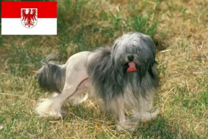 Read more about the article Criadores de Löwchen e cachorros em Brandenburg