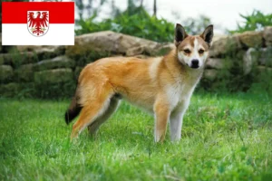 Read more about the article Criadores de Lundehund norueguês e cachorros em Brandenburg