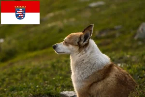 Read more about the article Criadores de Lundehund norueguês e cachorros em Hesse