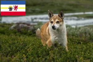 Read more about the article Criadores de Lundehund norueguês e cachorros em Mecklenburg-Vorpommern