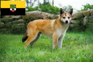 Read more about the article Criadores de Lundehund norueguês e cachorros em Saxónia-Anhalt