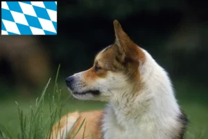 Read more about the article Criadores de Lundehund norueguês e cachorros na Baviera