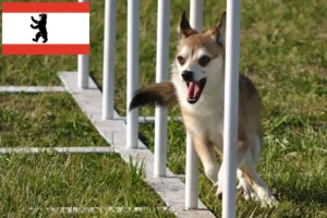Read more about the article Criador de Lundehund norueguês e cachorros em Berlim