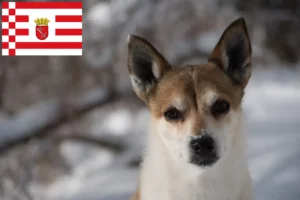 Read more about the article Criador de Lundehund norueguês e cachorros em Bremen