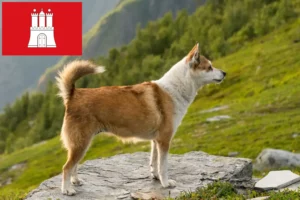 Read more about the article Criador de Lundehund norueguês e cachorros em Hamburgo
