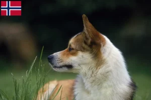 Read more about the article Criadores de Lundehund norueguês e cachorros na Noruega
