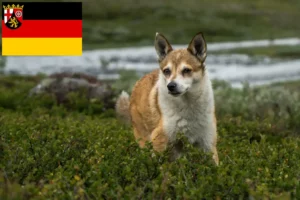 Read more about the article Criadores de Lundehund norueguês e cachorros em Renânia-Palatinado