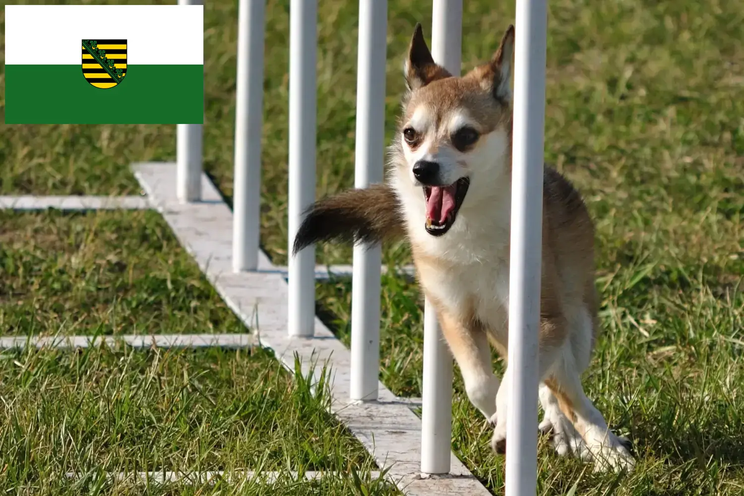Read more about the article Criadores de Lundehund norueguês e cachorros na Saxónia