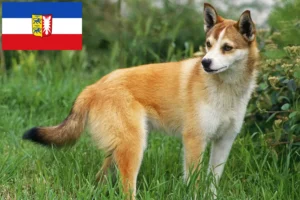 Read more about the article Criadores de Lundehund norueguês e cachorros em Schleswig-Holstein