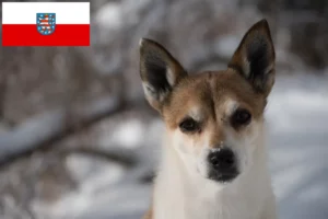 Read more about the article Criadores de Lundehund norueguês e cachorros em Thuringia