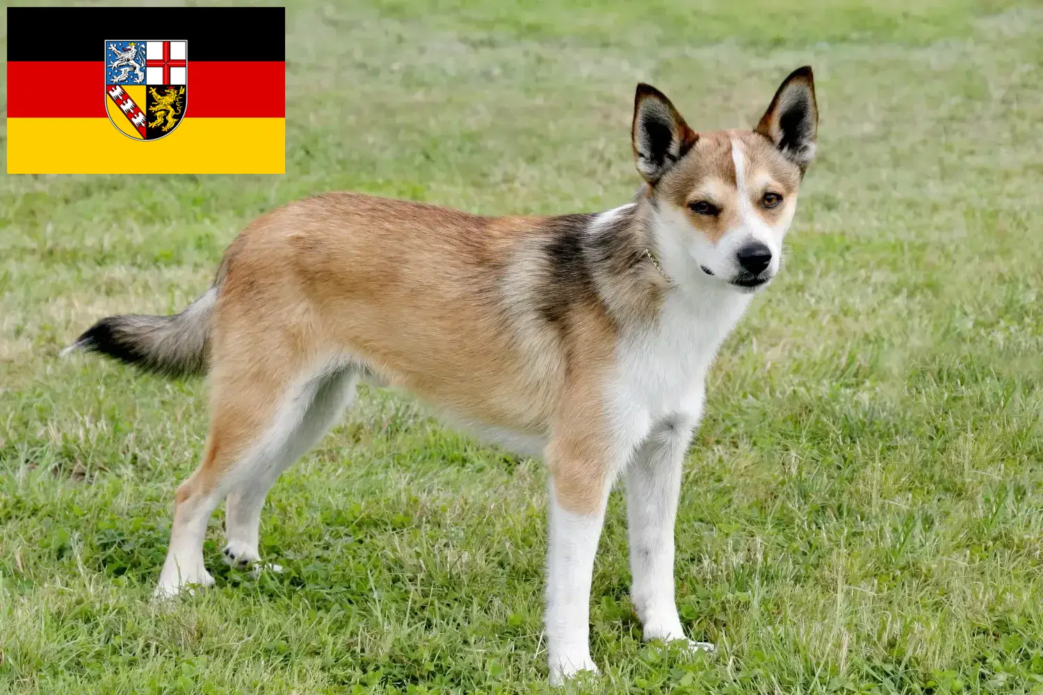 Read more about the article Criadores de Lundehund norueguês e cachorros em Saarland