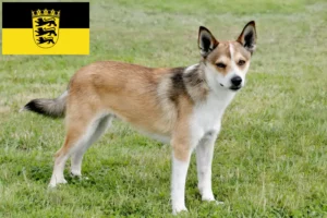 Read more about the article Criadores de Lundehund norueguês e cachorros em Baden-Württemberg