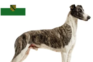 Read more about the article Criadores de Magyar Agar e cachorros na Saxónia