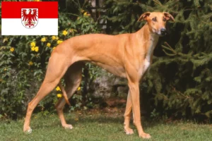 Read more about the article Magyar Agar criadores e cachorros em Brandenburg
