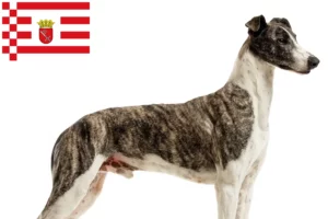 Read more about the article Magyar Agar criadores e cachorros em Bremen