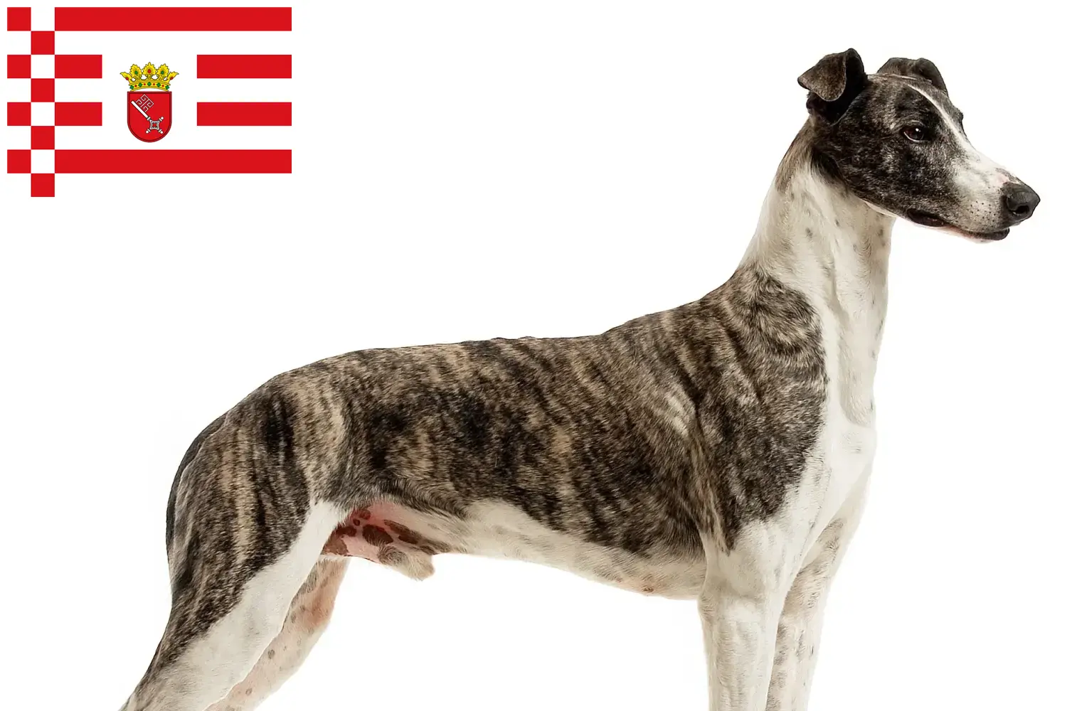 Magyar Agar cachorros e criadores Bremen Encontre aqui criadores de Magyar Agar em Bremen.