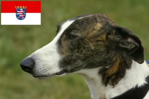 Read more about the article Magyar Agar criadores e cachorros em Hessen