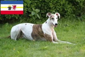 Read more about the article Criadores de Magyar Agar e cachorros em Mecklenburg-Vorpommern