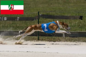 Read more about the article Magyar Agar criadores e cachorros na Renânia do Norte-Vestefália