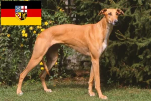 Read more about the article Magyar Agar criadores e cachorros em Saarland