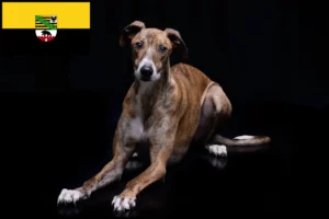 Read more about the article Magyar Agar criadores e cachorros em Saxónia-Anhalt