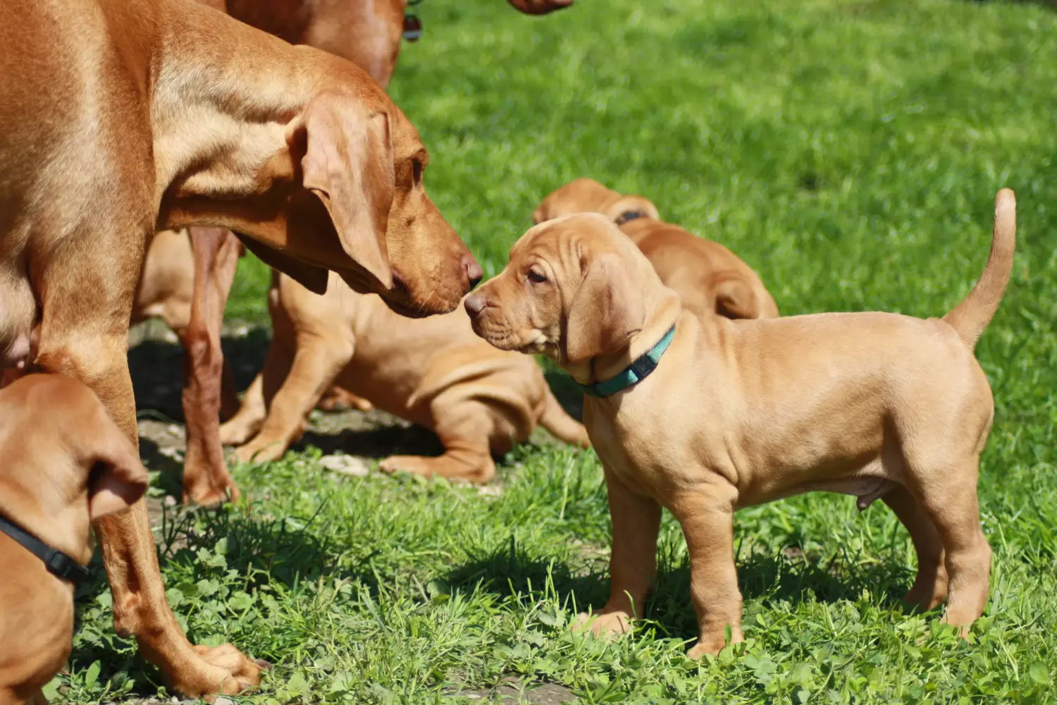 Comprar um cachorro Vizsla Magyar significa assumir responsabilidades! Comprar cachorros Magyar Vizsla.